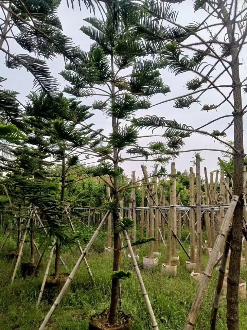 南洋杉5～15公分基地直发规格齐全质量优质