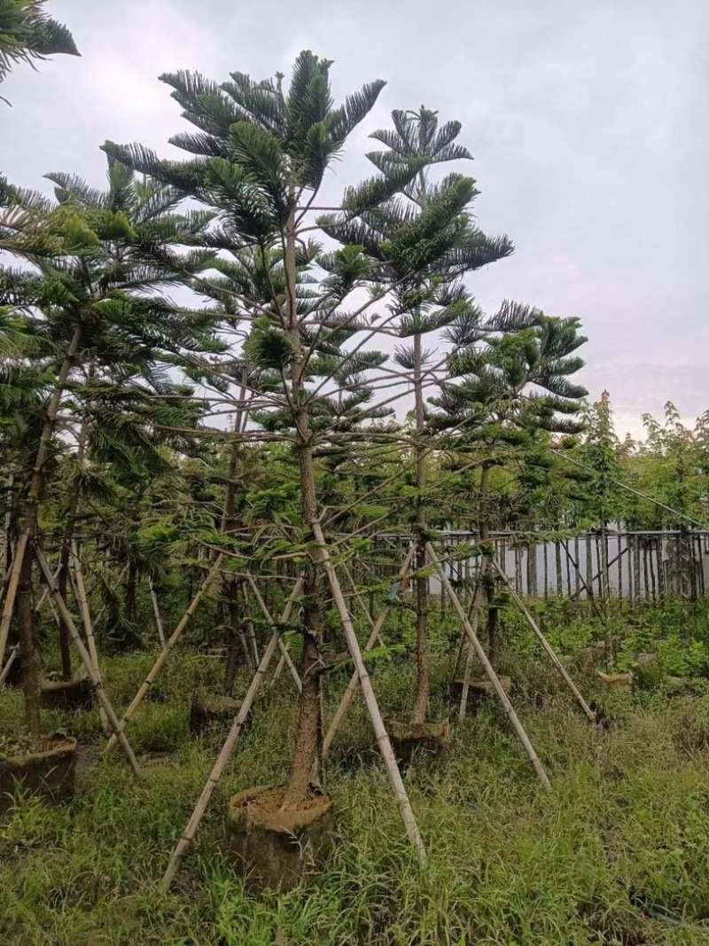 南洋杉5～15公分基地直发规格齐全质量优质