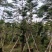 南洋杉5～15公分基地直发规格齐全质量优质