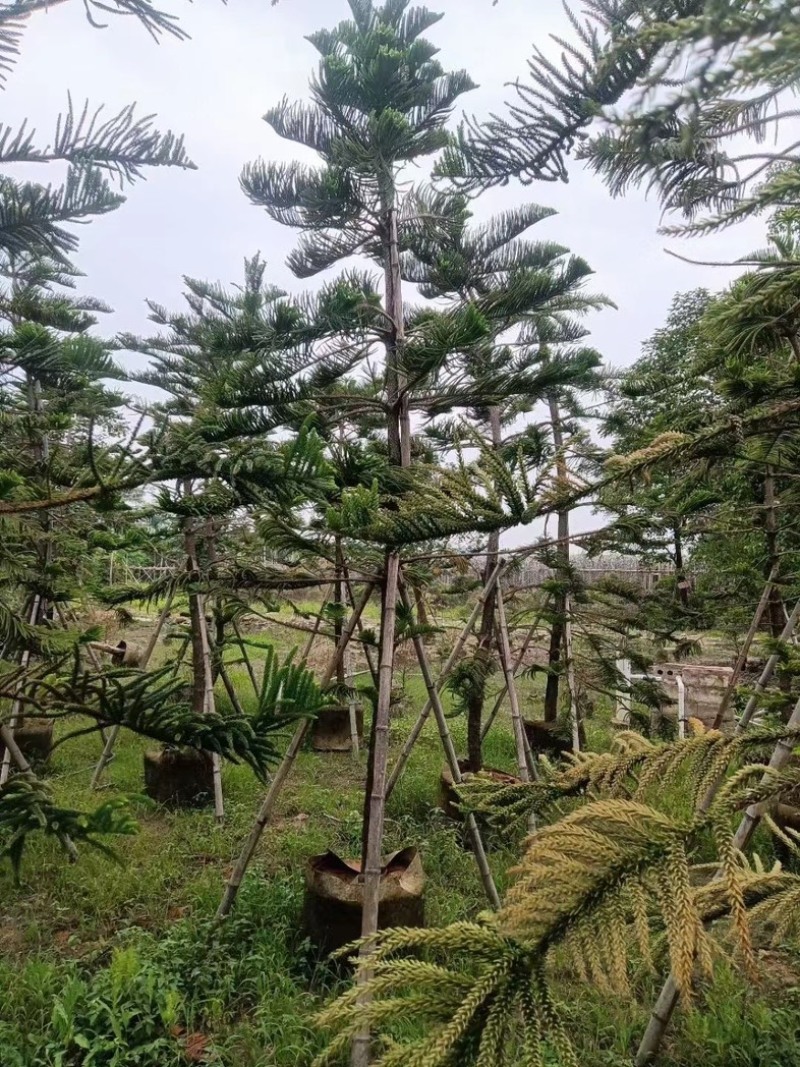 南洋杉5～15公分基地直发规格齐全质量优质