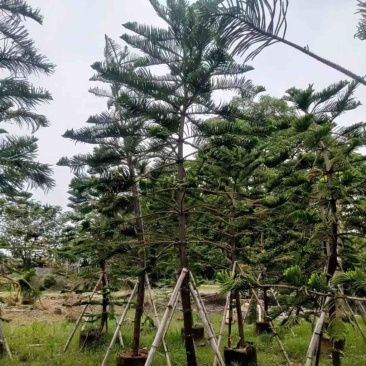 南洋杉5～15公分基地直发规格齐全质量优质