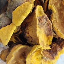 桑黄干货各种规格2斤起包邮量大从优