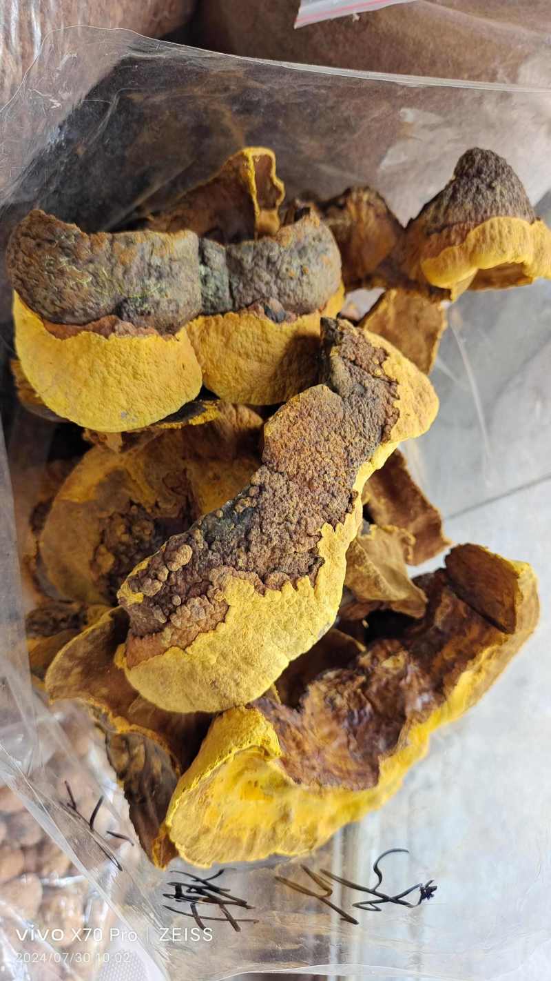 桑黄干货各种规格2斤起包邮量大从优