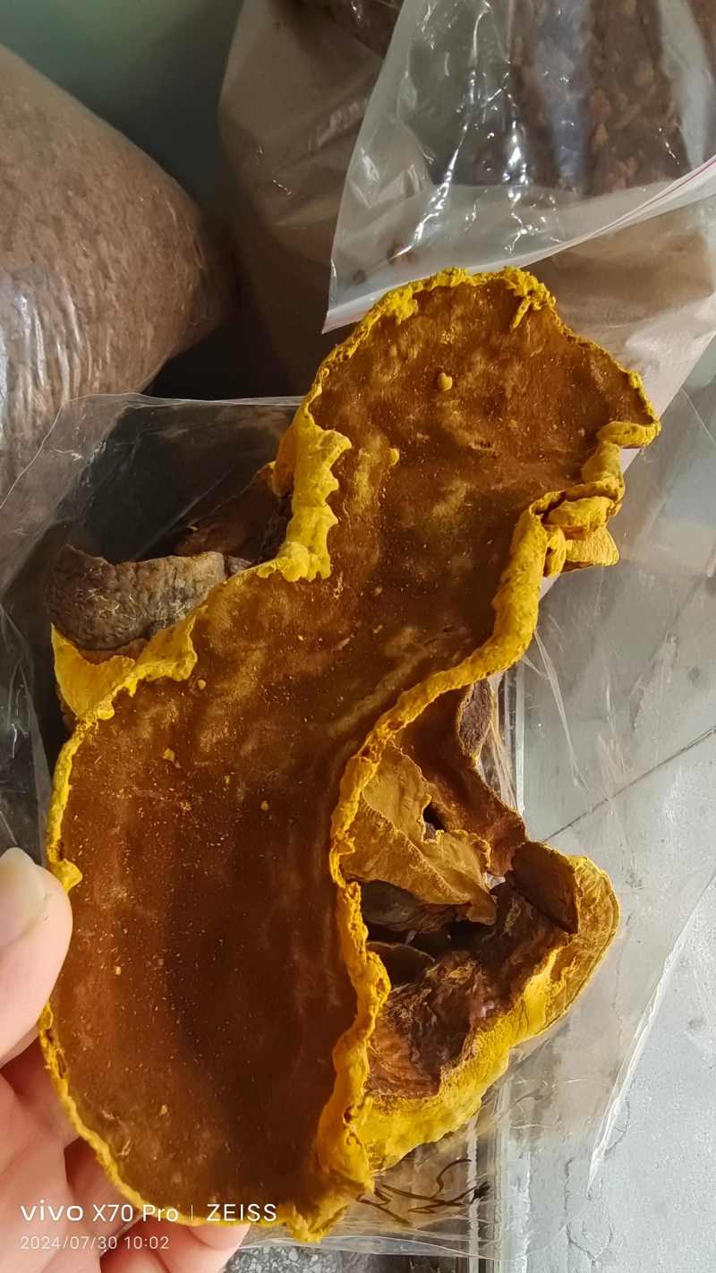 桑黄干货各种规格2斤起包邮量大从优