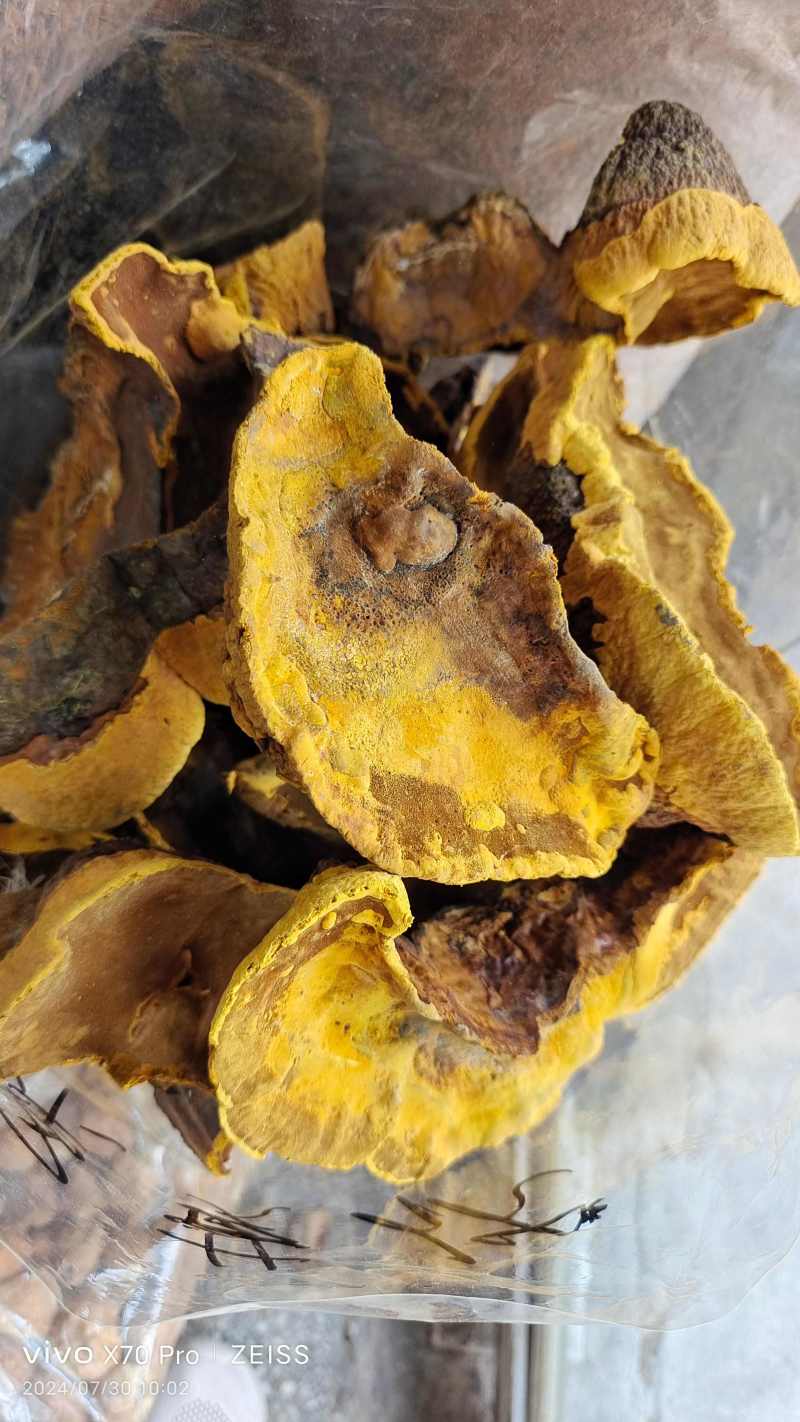 桑黄干货各种规格2斤起包邮量大从优