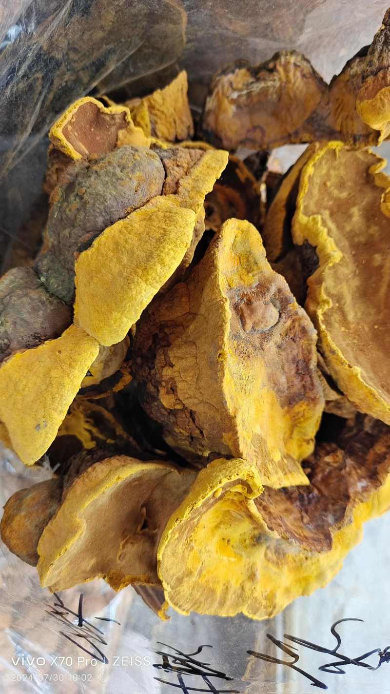 桑黄干货各种规格2斤起包邮量大从优