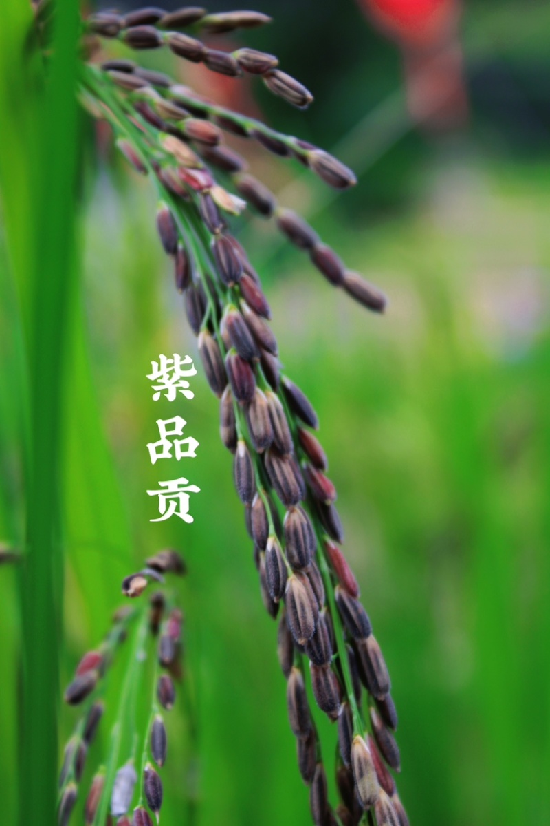 云南墨江紫米梯田优质紫糯米优选批发紫米
