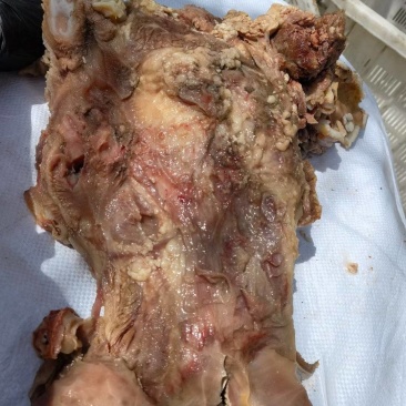熟去皮牛头肉去皮去油熟牛头肉源头工厂一手货源质量保证