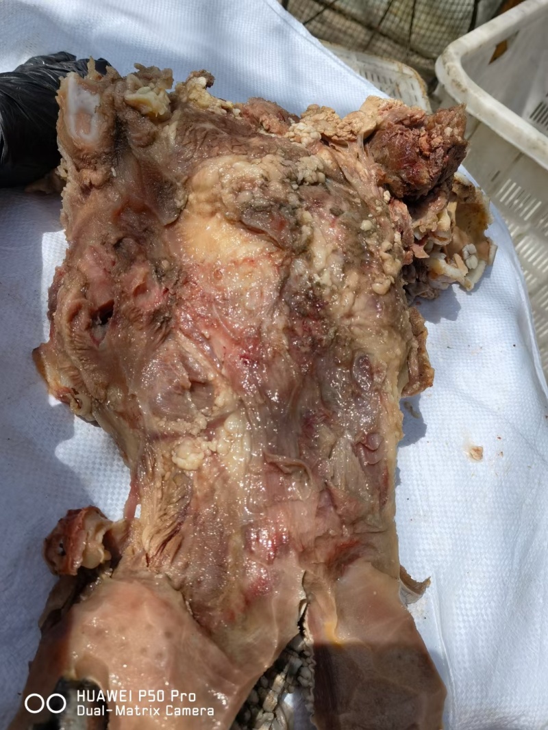 熟去皮牛头肉去皮去油熟牛头肉源头工厂一手货源质量保证