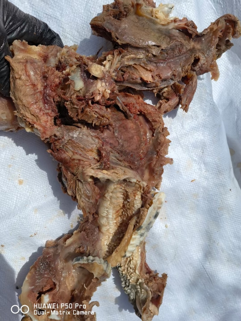 熟去皮牛头肉去皮去油熟牛头肉源头工厂一手货源质量保证