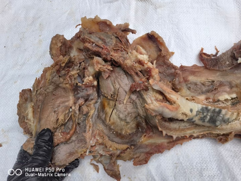 熟去皮牛头肉去皮去油熟牛头肉源头工厂一手货源质量保证