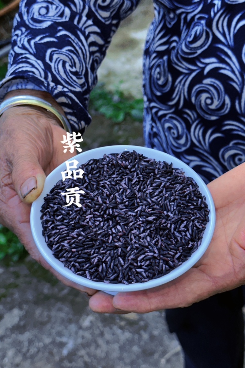 云南墨江紫米梯田优质紫糯米优选批发紫米