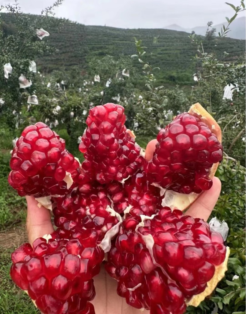 石榴一件代发，参地直发，各大平台欢迎**节