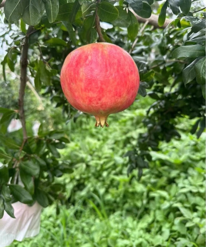 石榴一件代发，参地直发，各大平台欢迎**节