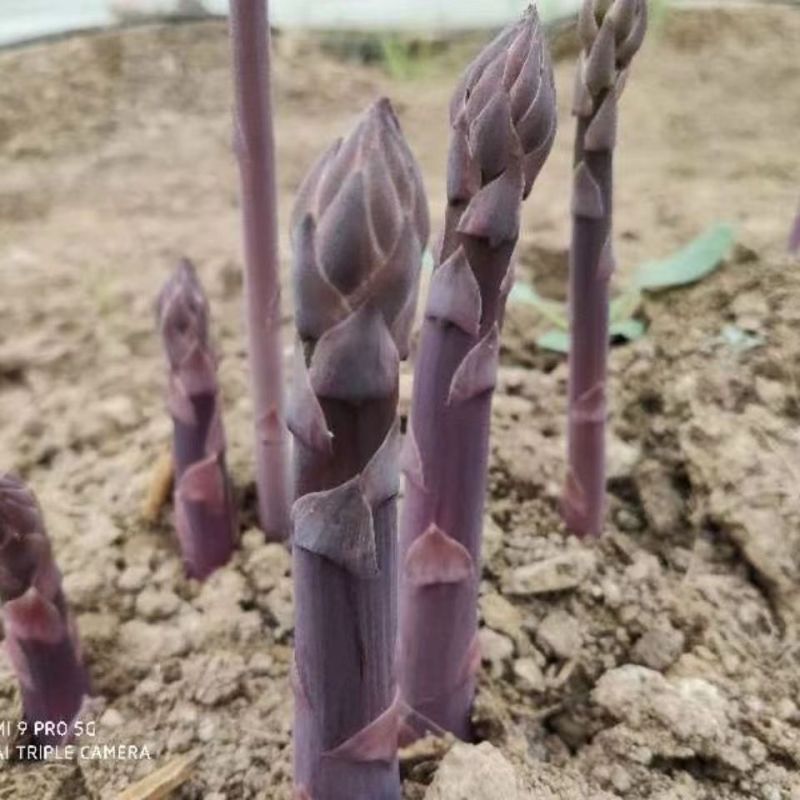 紫芦笋苗抗病高产一年种植多年收益耐寒多年生