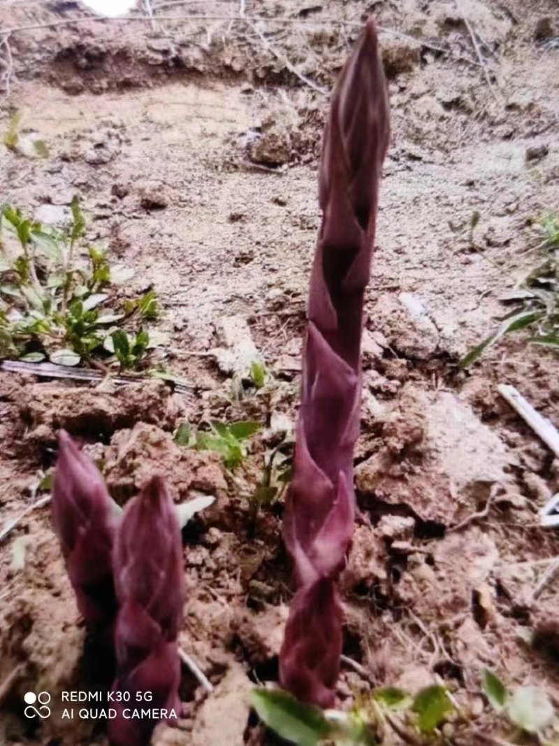 紫芦笋苗抗病高产一年种植多年收益耐寒多年生