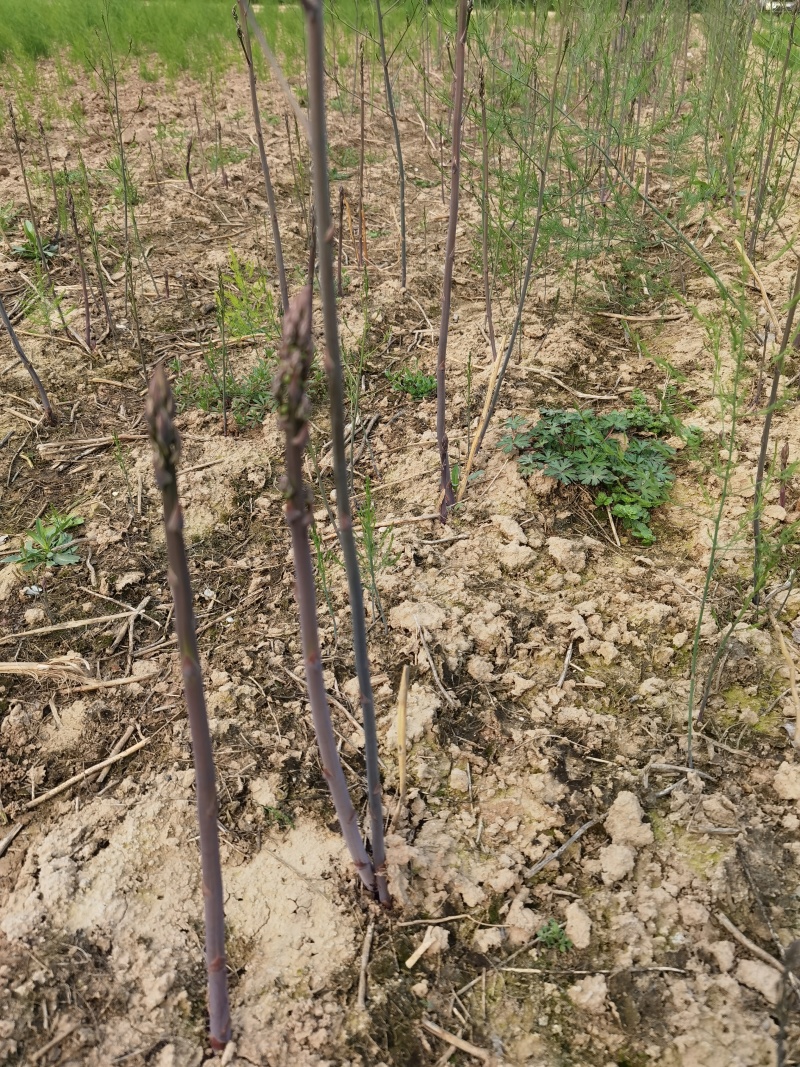 紫芦笋苗抗病高产一年种植多年收益耐寒多年生