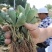 红颜章姬香野草莓苗种植基地现挖现卖根系发达保品种