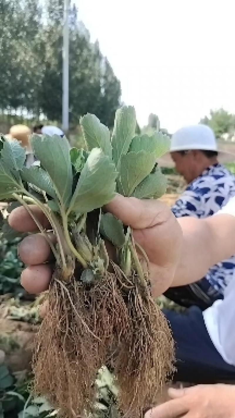 红颜章姬香野草莓苗种植基地现挖现卖根系发达保品种
