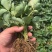 红颜章姬香野草莓苗种植基地现挖现卖根系发达保品种