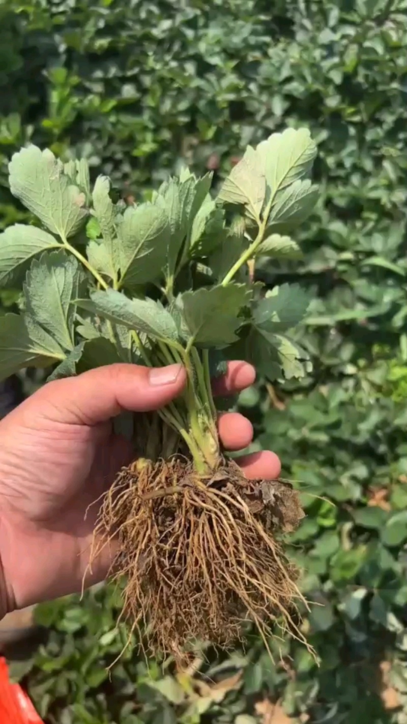 红颜章姬香野草莓苗种植基地现挖现卖根系发达保品种