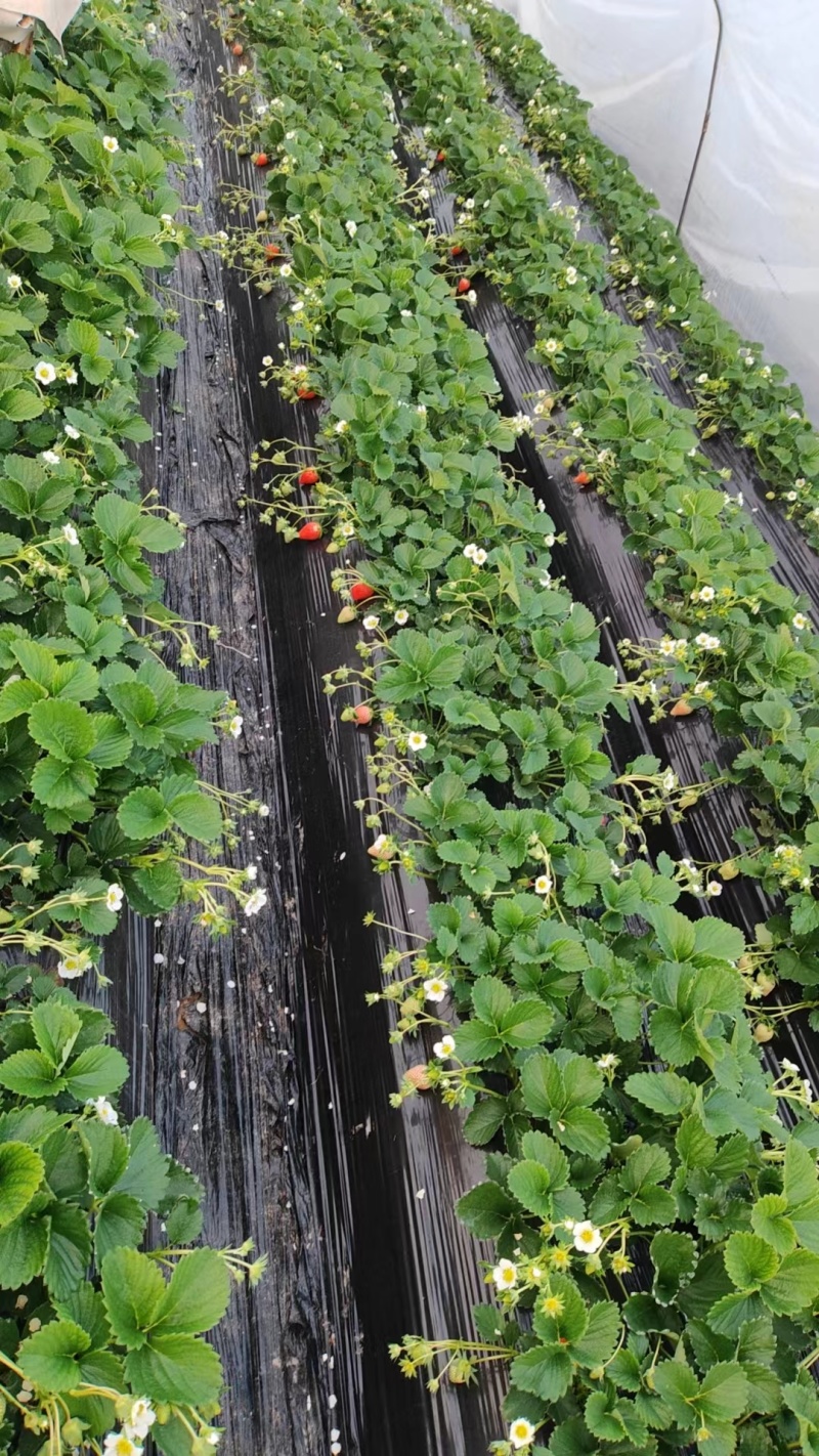 红颜章姬香野草莓苗种植基地现挖现卖根系发达保品种
