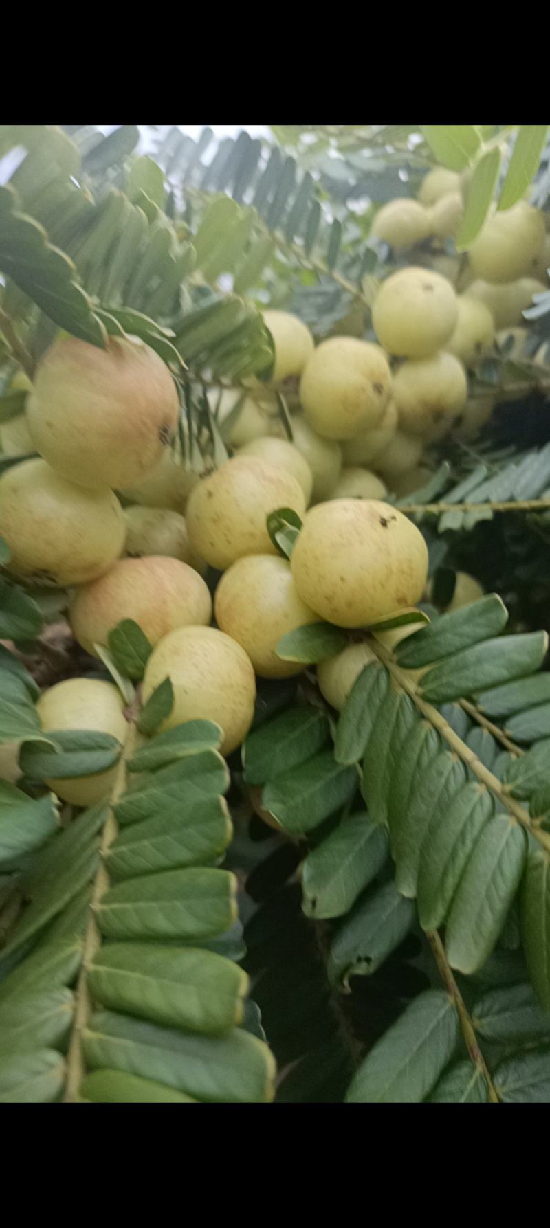 云南高原牛甘果油甘大量新鲜上市，产地直发品质保障