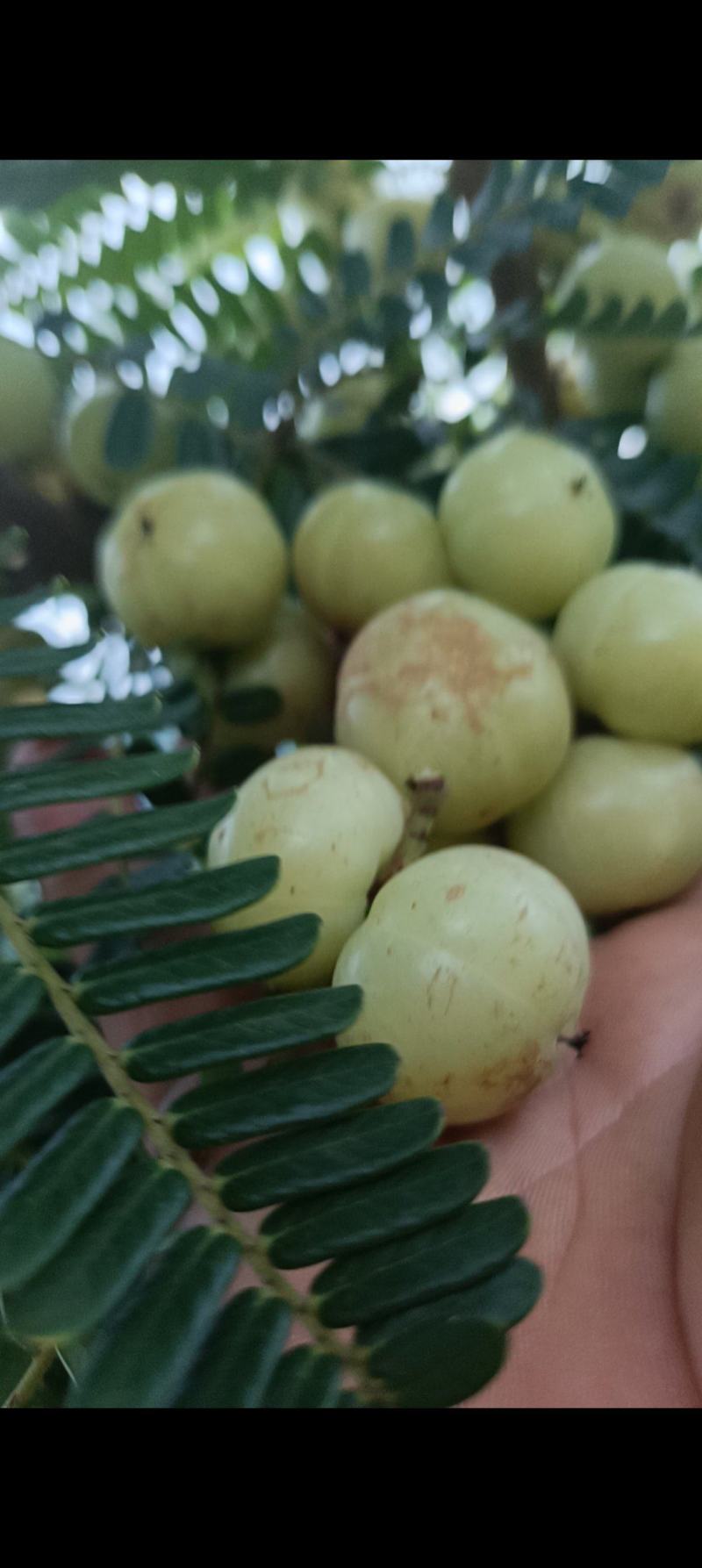 云南高原牛甘果油甘大量新鲜上市，产地直发品质保障