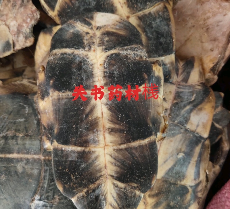 旱龟板，生龟板1000g起批，关书药业批发中药材