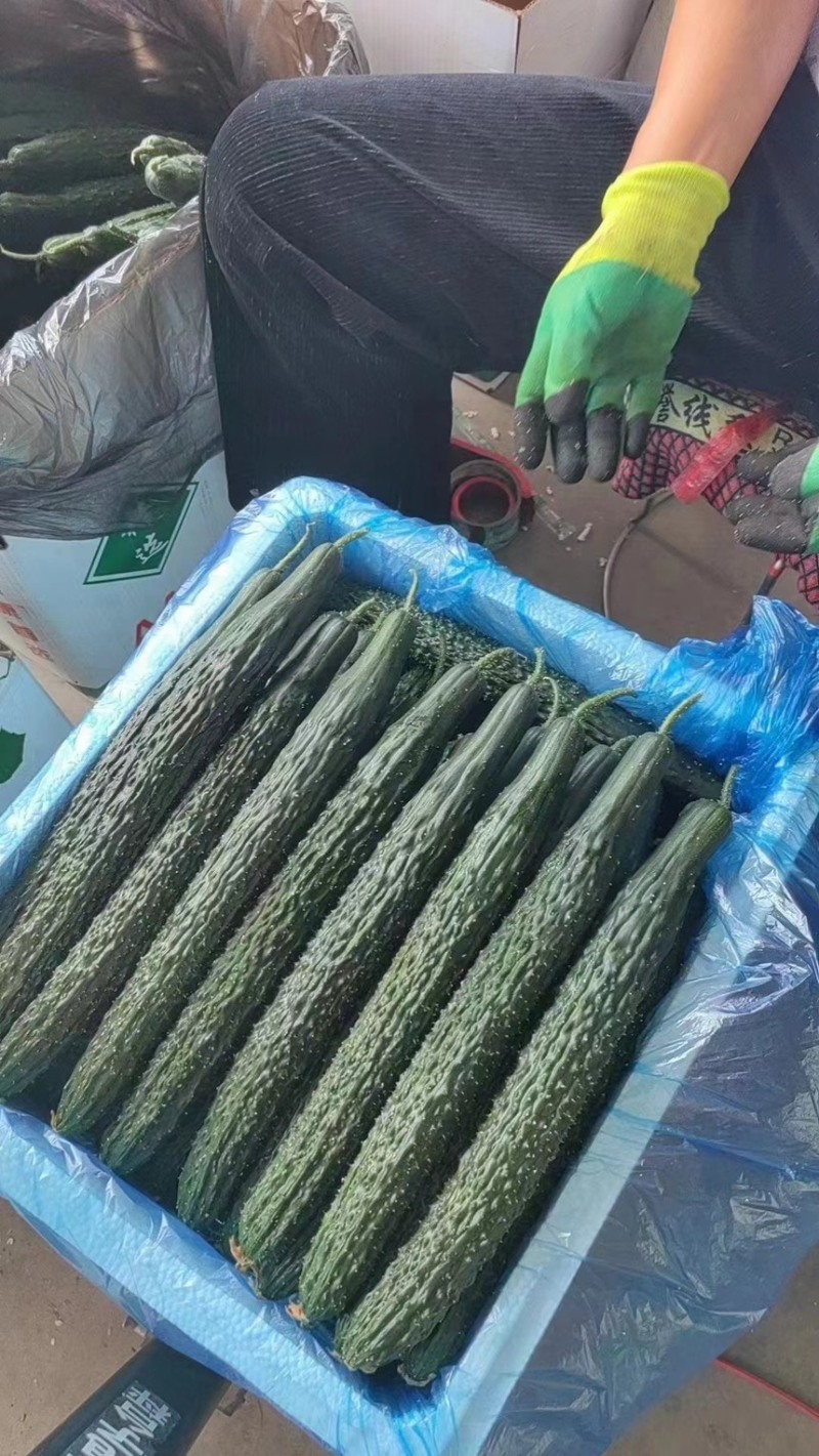 黄瓜基地直发，产地精品密刺黄瓜靓货欢迎来咨询了解