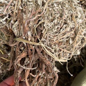 翻白草整颗带根翻白草
