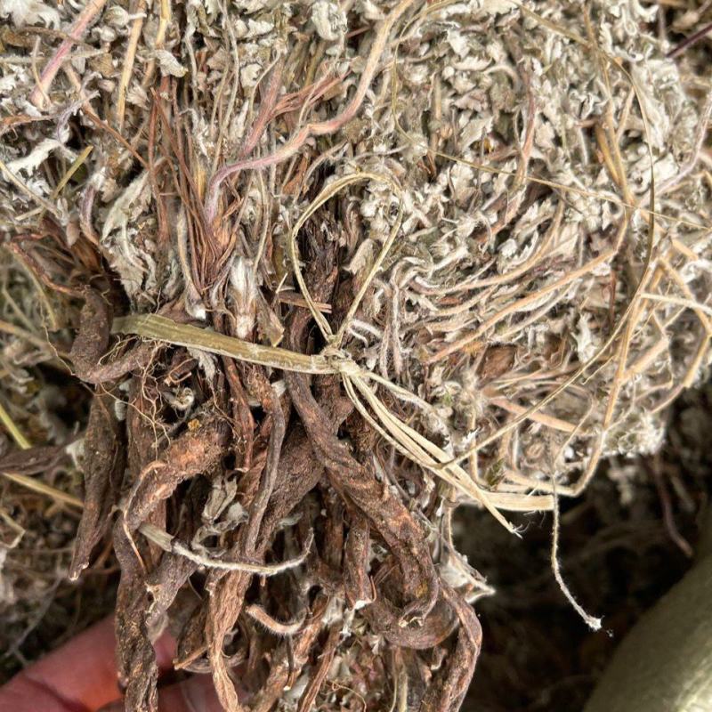 翻白草整颗带根翻白草