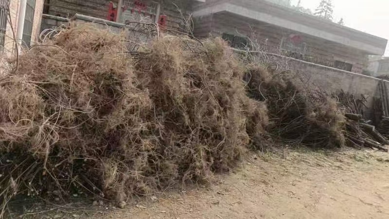 白花牛奶根