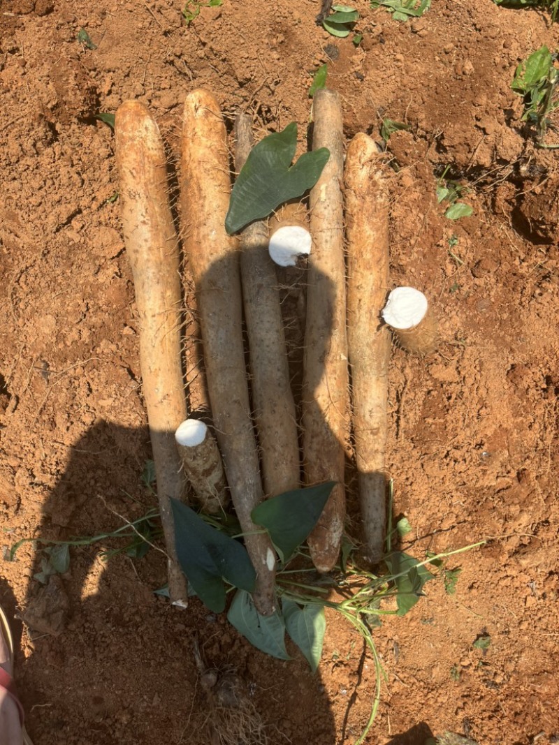 广西山药/白鬼淮山药，本人种植400亩，全国发货，产地价