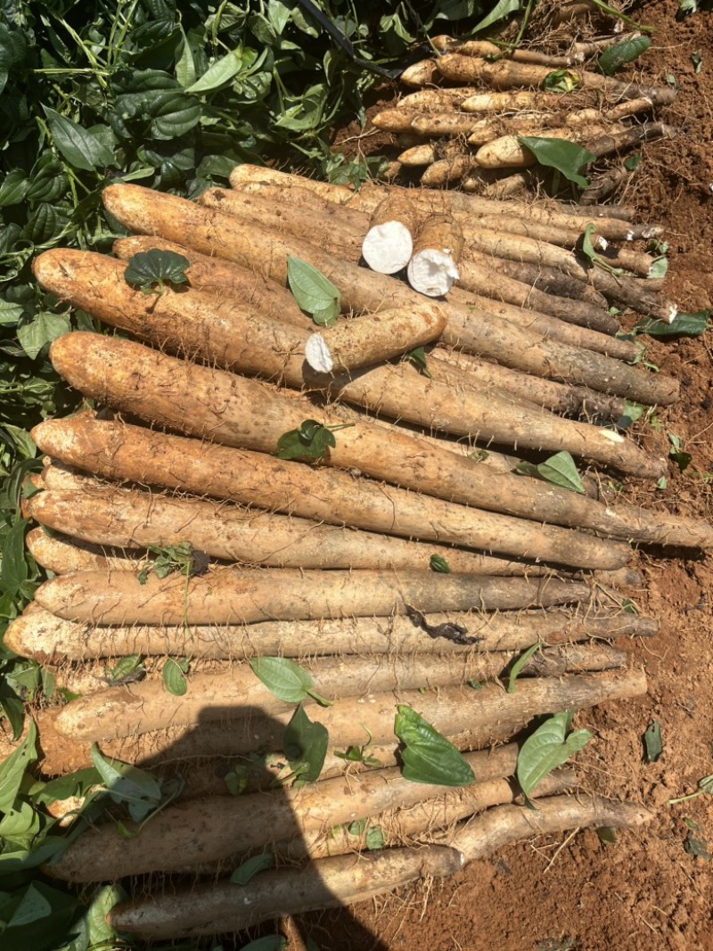广西山药/白鬼淮山药，本人种植400亩，全国发货，产地价