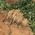 广西山药/白鬼淮山药，本人种植400亩，全国发货，产地价