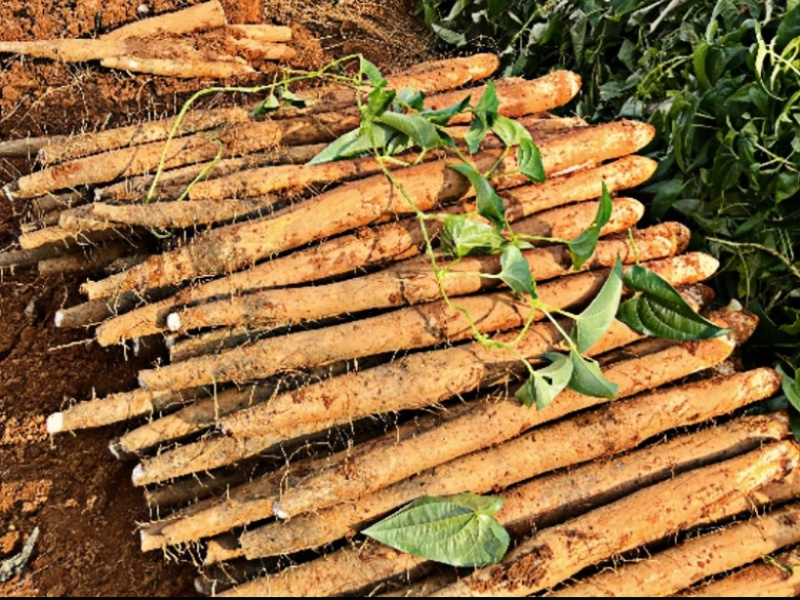 广西山药/白鬼淮山药，本人种植400亩，全国发货，产地价