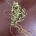 瓜子金小叶瓜子金来马回惊风草中药材
