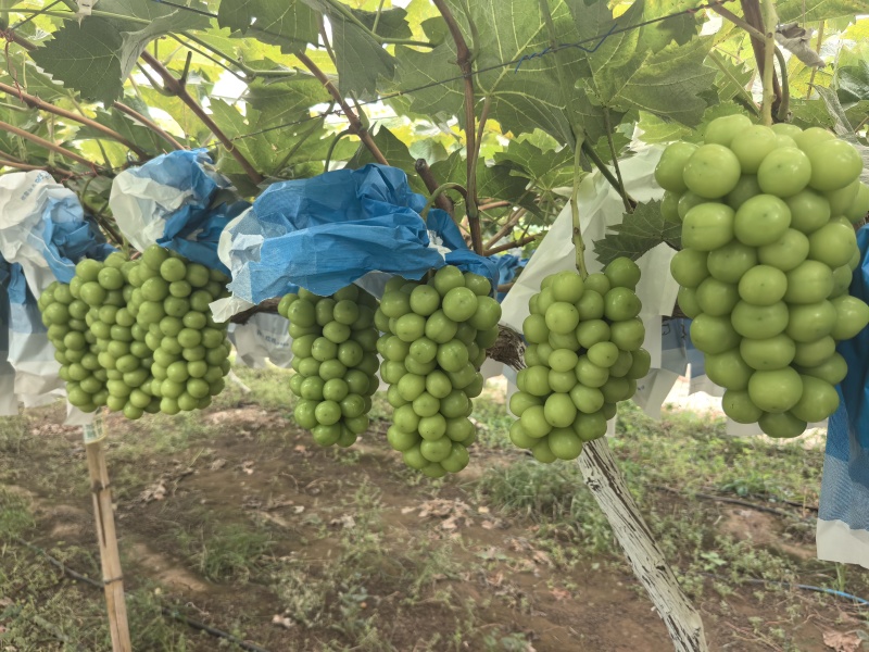 饶阳县阳光玫瑰种植基地