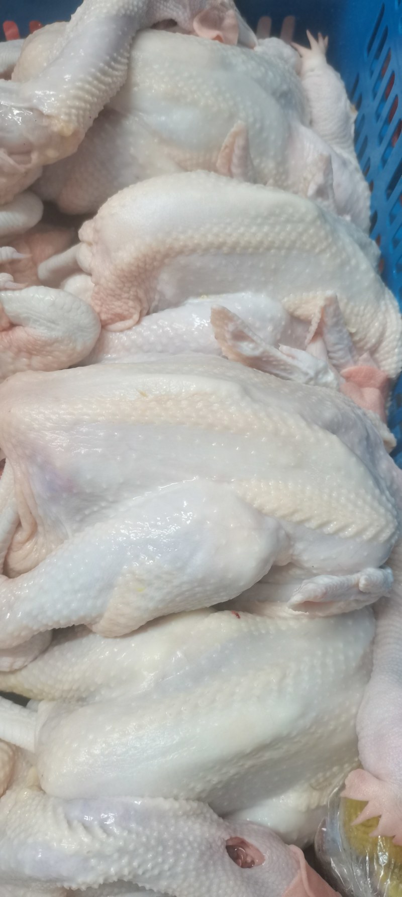 烧鸡鲜品系列