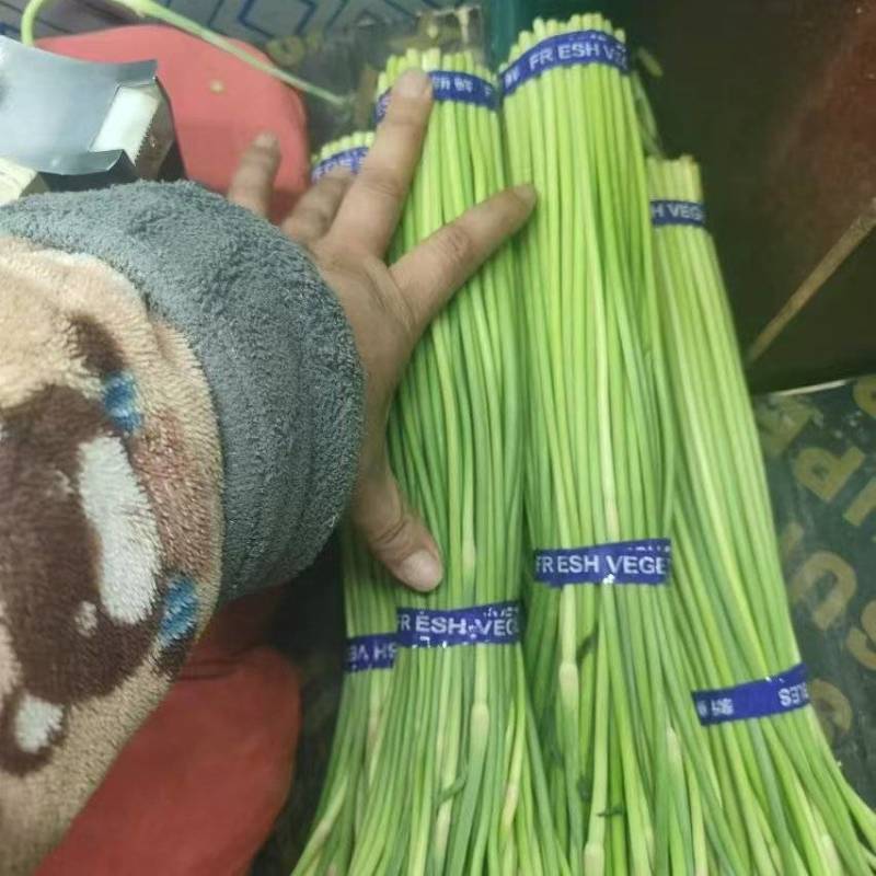 （广交新客）红帽蒜薹商超品质装包发货规格齐全