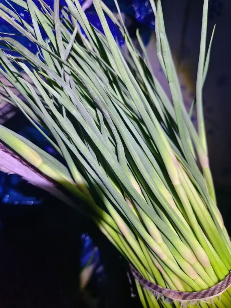 （广交新客）红帽蒜薹商超品质装包发货规格齐全