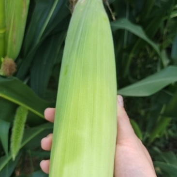 新鲜黄糯玉米10万斤，从地直采，0.5元/斤，量大从优