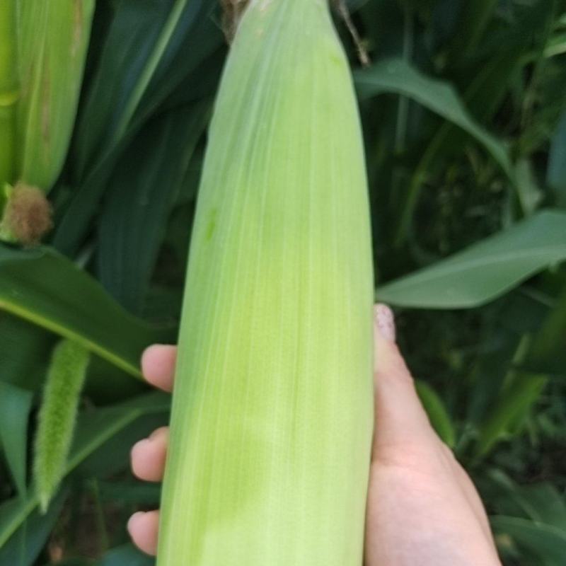 新鲜黄糯玉米10万斤，从地直采，0.5元/斤，量大从优