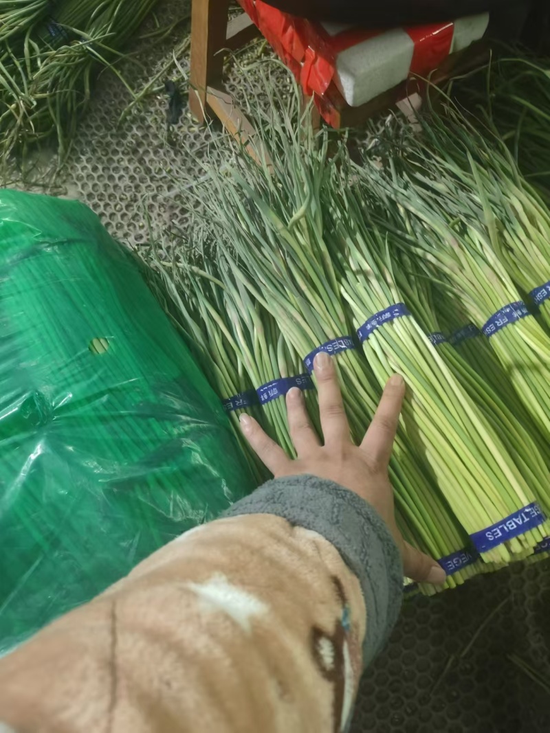 （广交新客）红帽蒜薹商超品质装包发货规格齐全