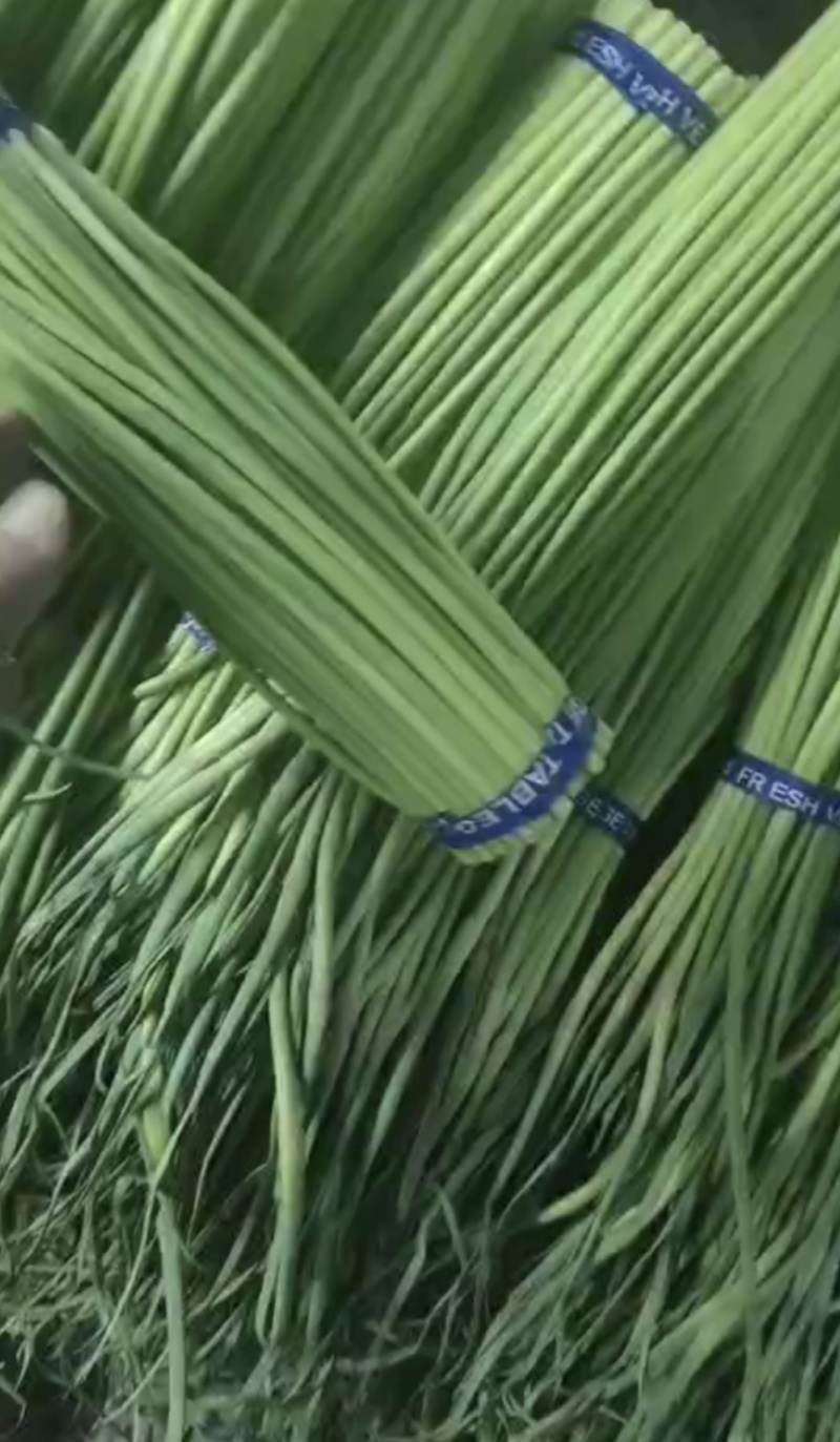 （广交新客）红帽蒜薹商超品质装包发货规格齐全