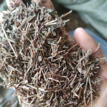 田基黄地耳草斑鸠窝雀舌草黄花草七寸金中药材