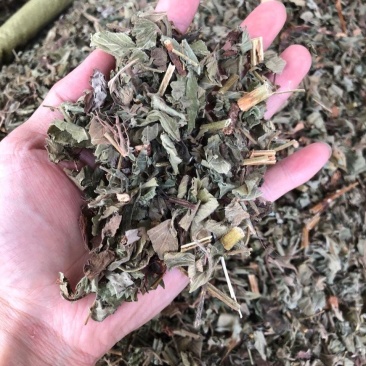 仙鹤草龙牙草子母草老鹳嘴子母草父子草白鹤草狼牙草