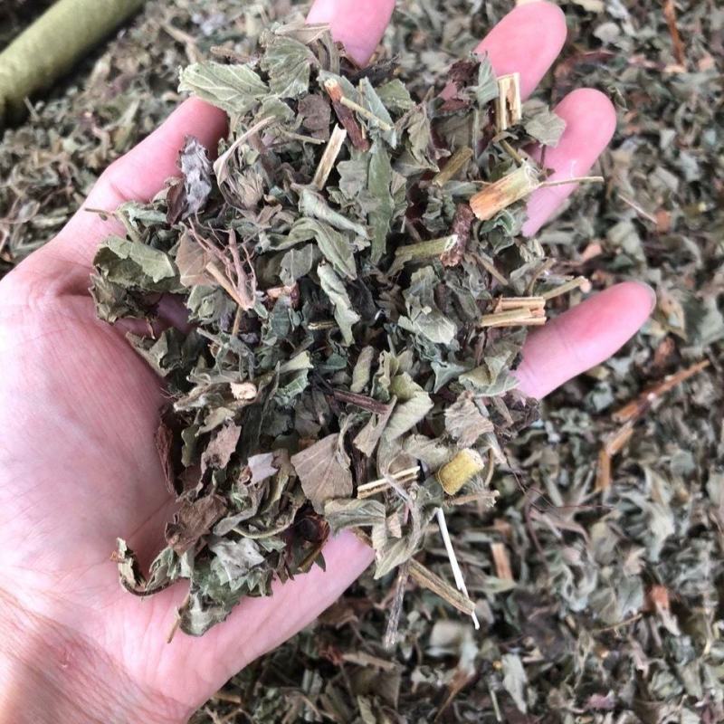仙鹤草龙牙草子母草老鹳嘴子母草父子草白鹤草狼牙草