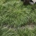 虎须菖蒲苗九节菖蒲苗大叶红心现挖现发保证成活率